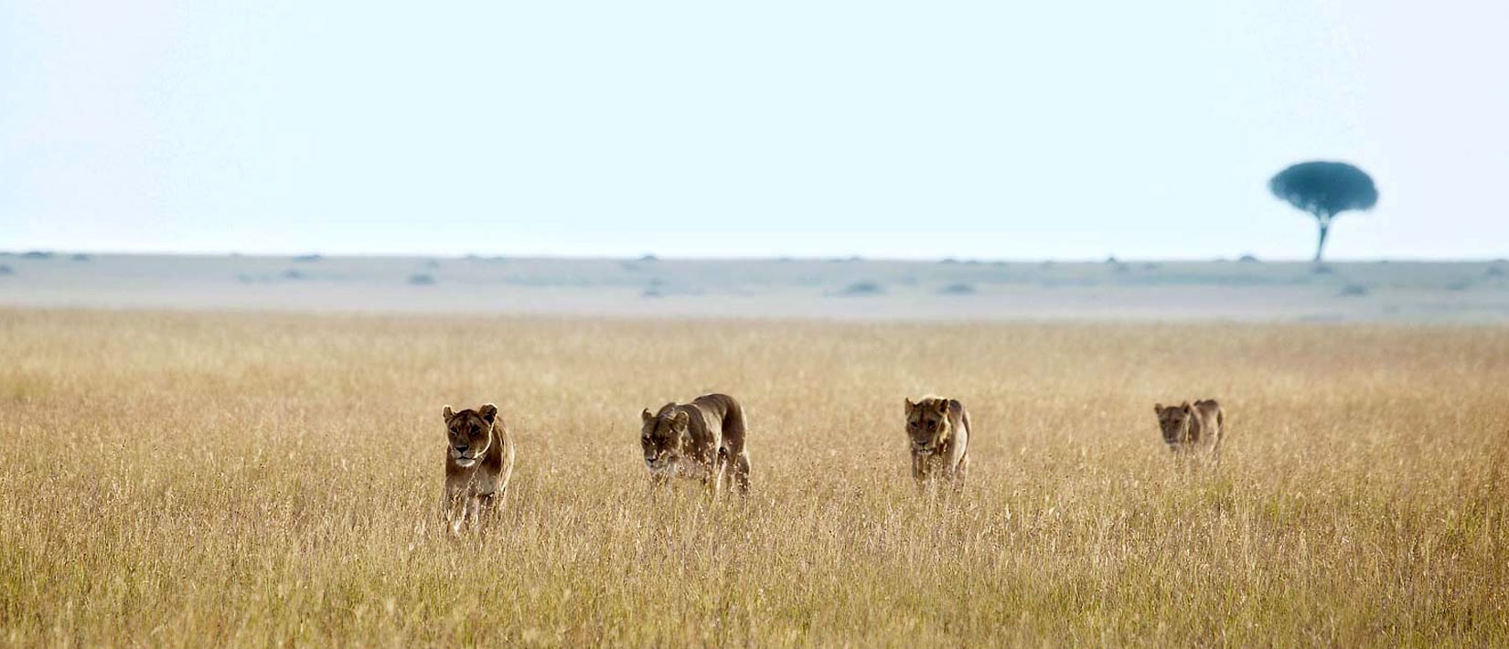 Serengeti