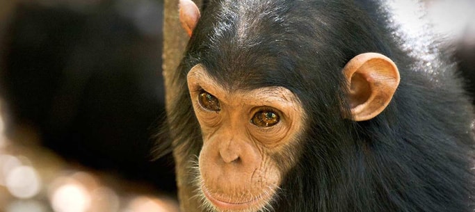 Chimpanzee