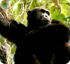 Chimpanzee